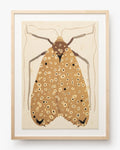 Moth IV By Coup d'Esprit